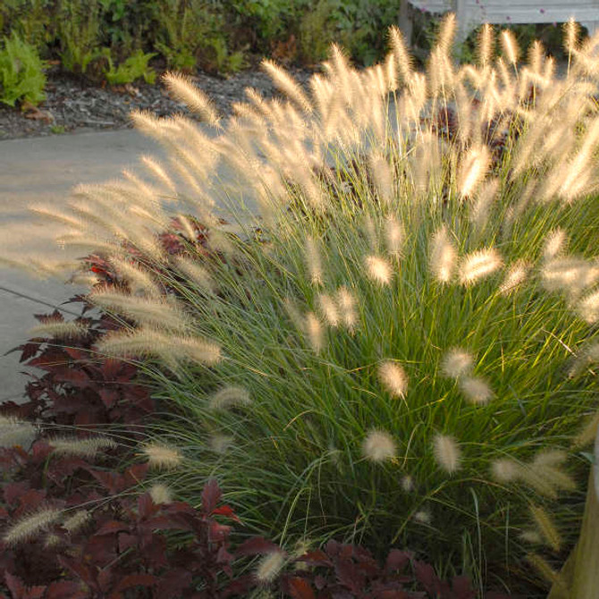 Pennisetum alopecuroides 'Hameln'