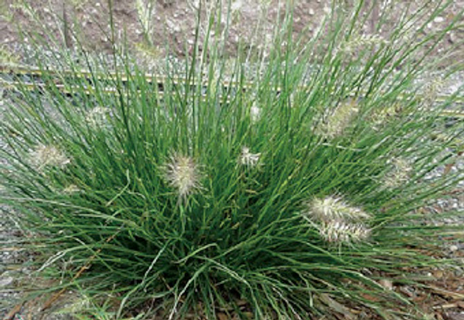 Pennisetum alopecuroides 'Little Bunny'