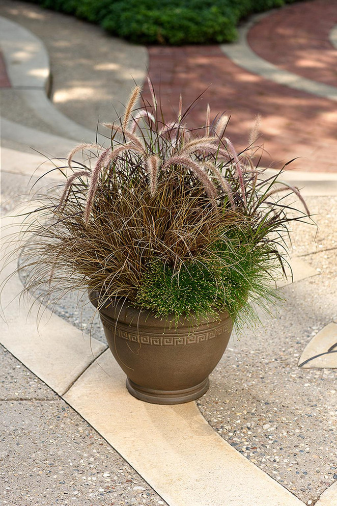 Pennisetum setaceum Graceful Grasses® 'Purple Fountain Grass' combination