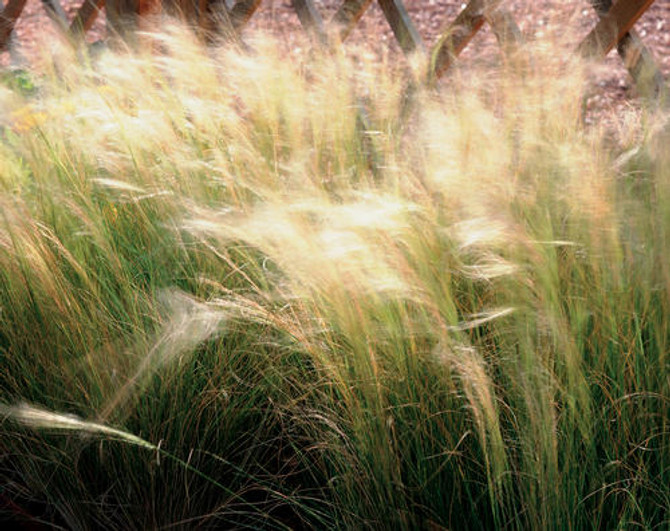 Nassella tenuissima 'Mexican Feather Grass'