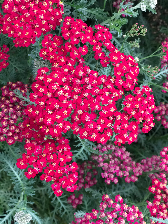 Achillea 'New Vintage Red'