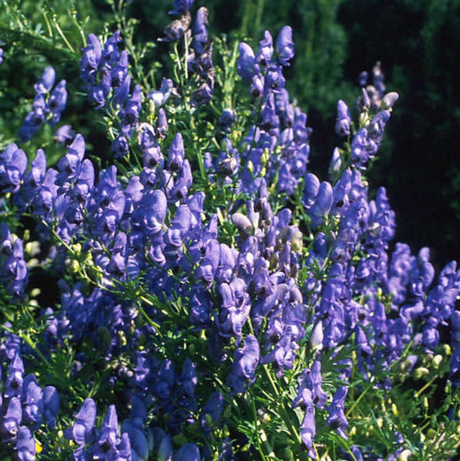 Aconitum fischeri