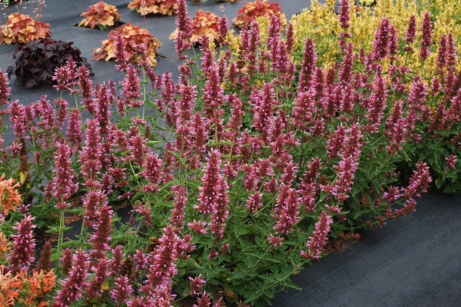 Agastache POQUITO™ 'Lavender' in landscape