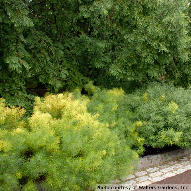 Amsonia hubrichtii