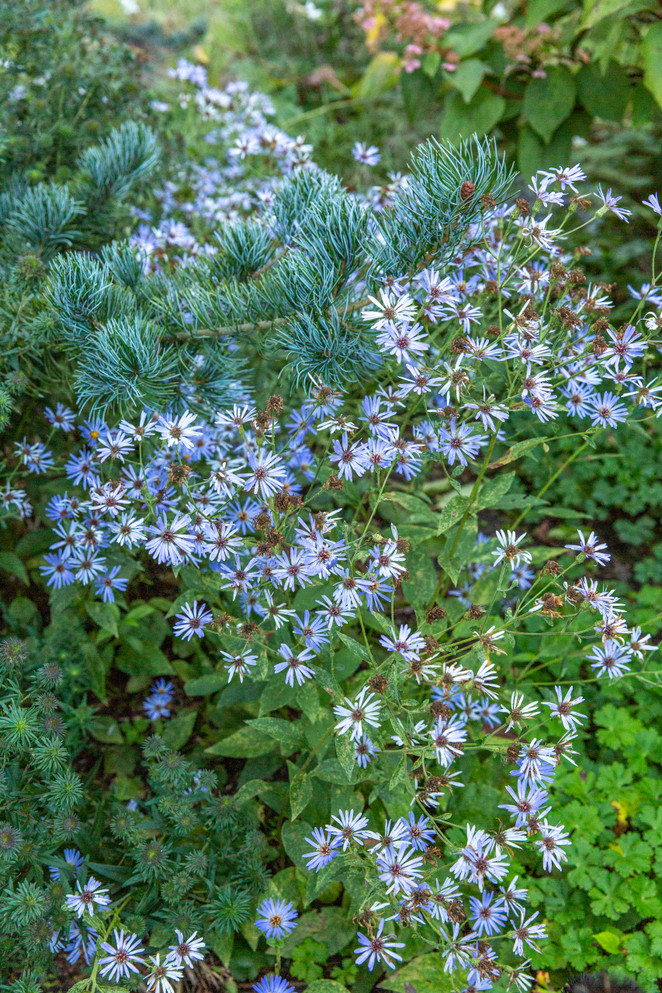 Aster laevis 'Bluebird'