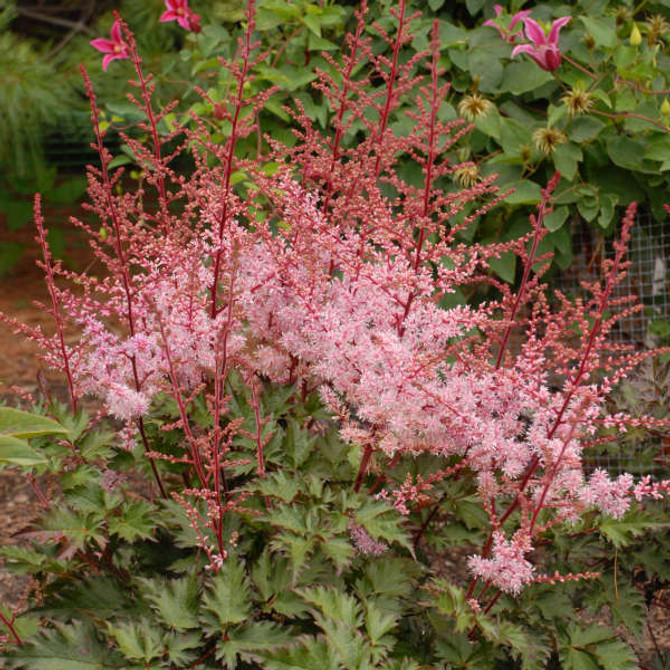 Astilbe chinensis 'Delft Lace'