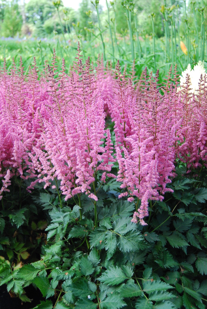 Astilbe chinensis 'Vision in Pink'
