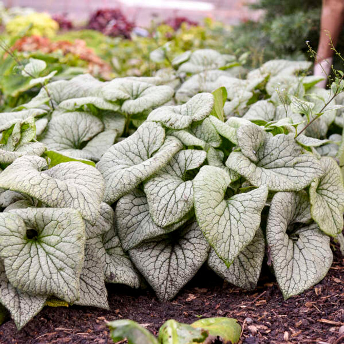 Brunnera 'Sterling Silver'