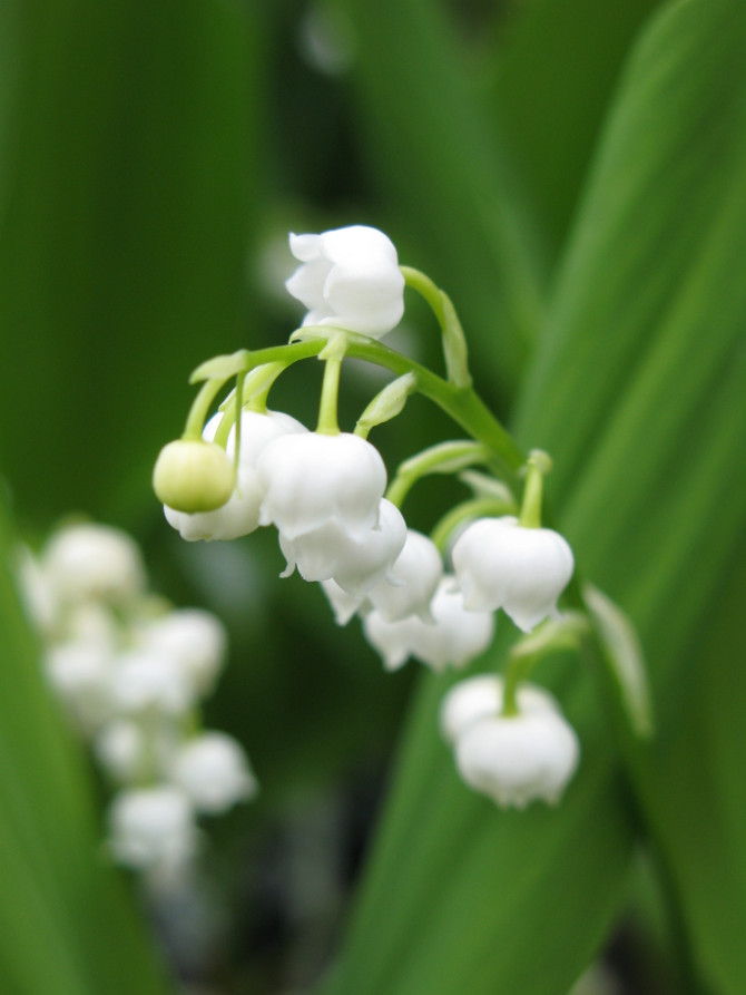 Convallaria majalis