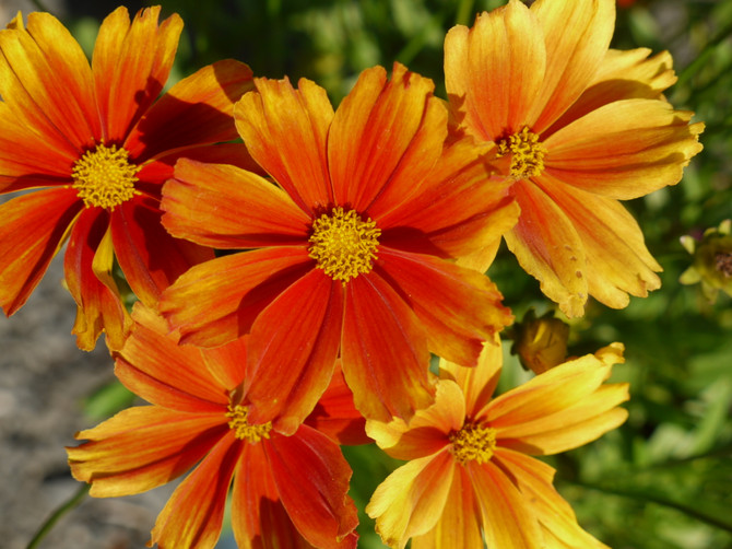 Coreopsis Li'l Bang Series 'Darling Clementine'