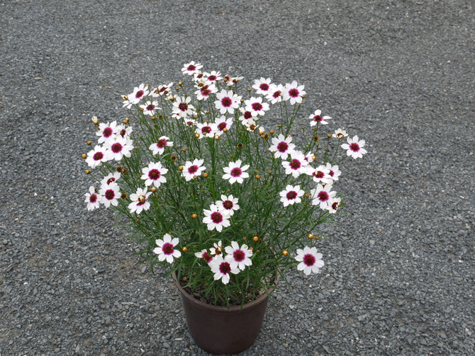 Coreopsis Satin & Lace Series 'Ice Wine'