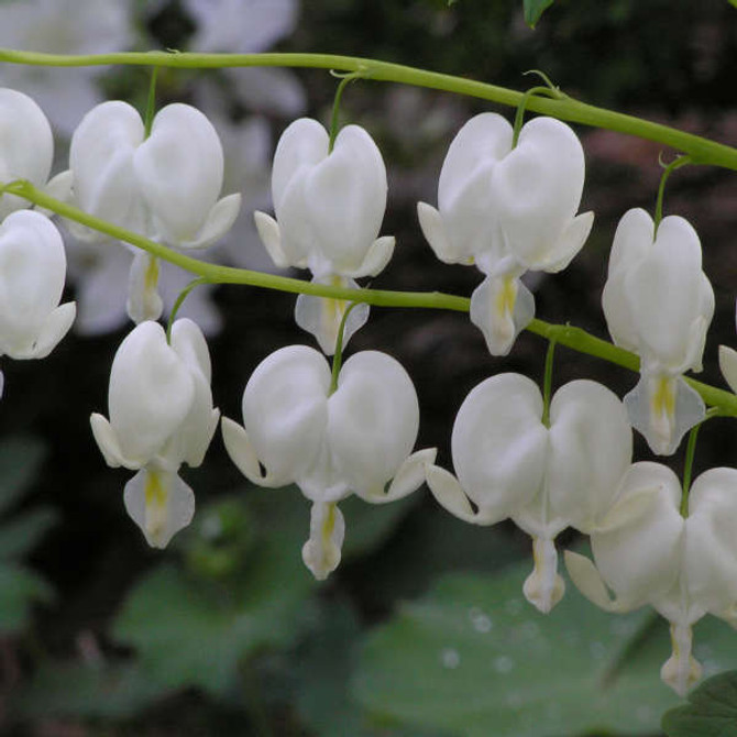 Dicentra spectabilis 'Alba'