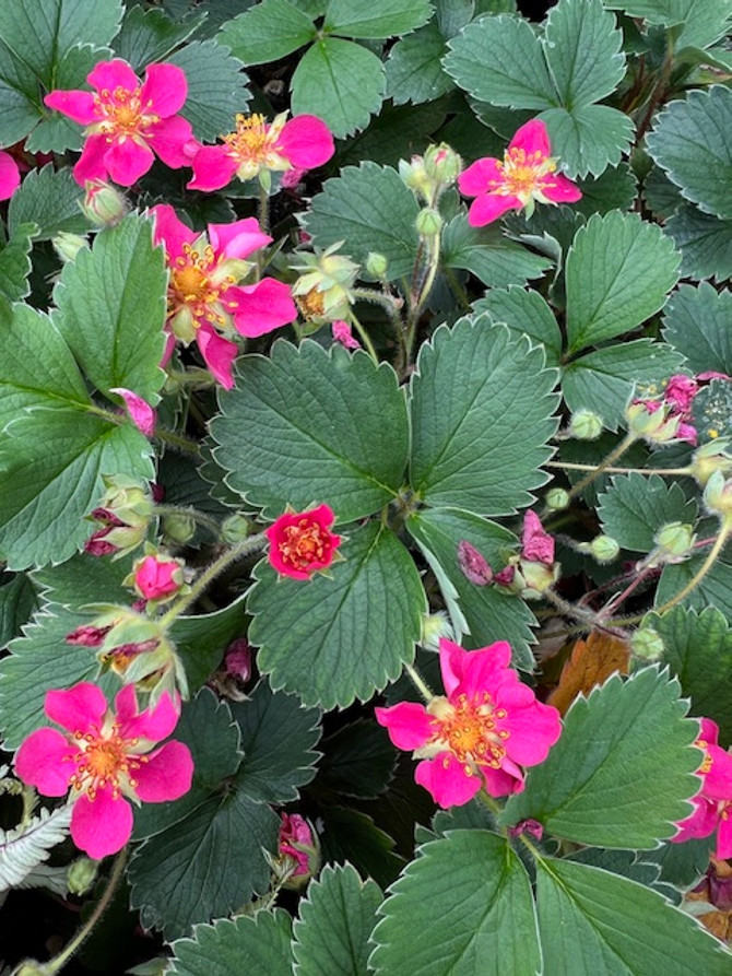 Fragaria 'Lipstick'