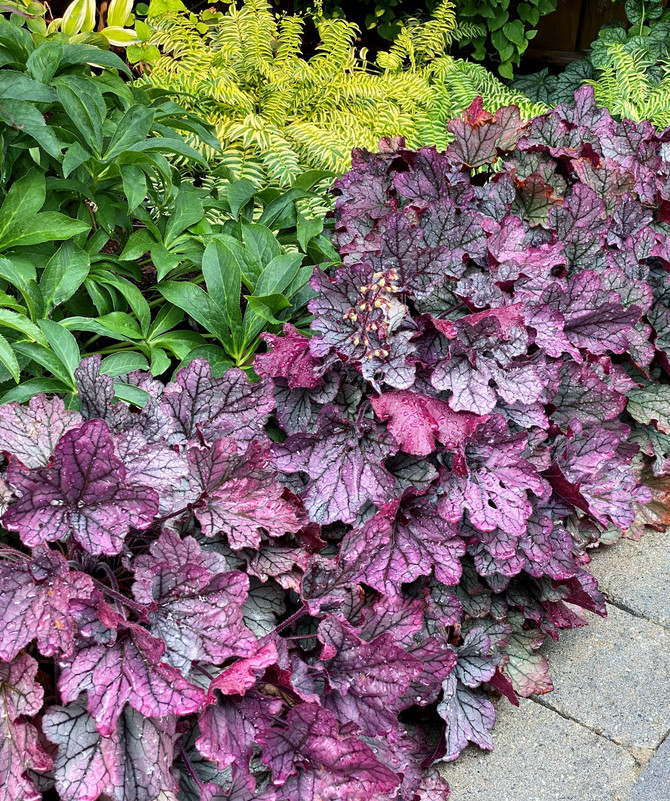 Heuchera 'Spellbound'