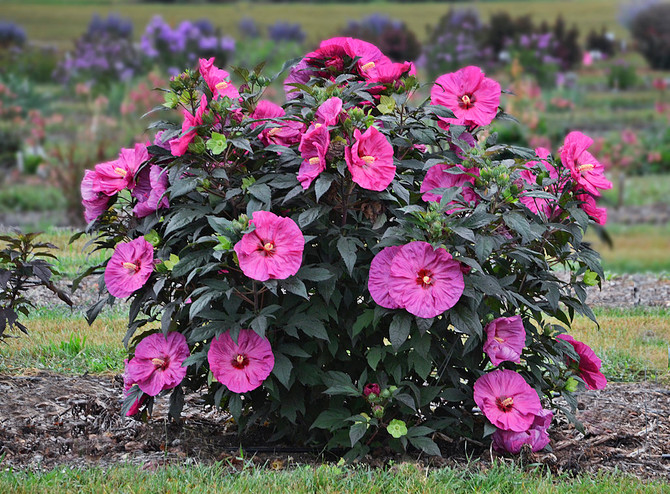 Hibiscus SUMMERIFIC ® 'Berry Awesome'