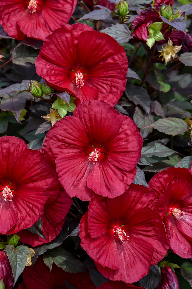 Hibiscus SUMMERIFIC® 'Holy Grail'