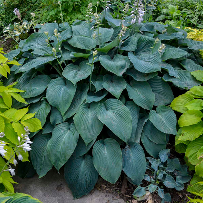 Hosta 'Blue Angel'