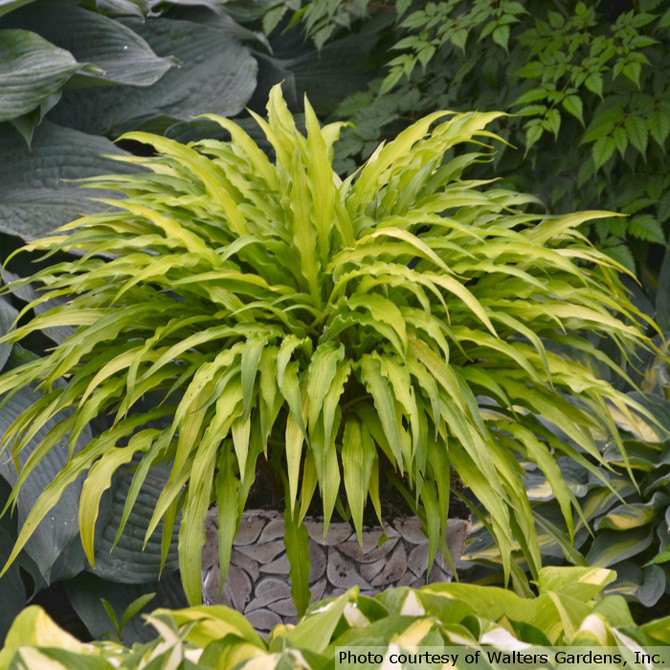 Hosta 'Curly Fries'