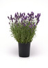 Lavandula angustifolia 'Ellagance Purple' in pot