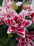 Lily Oriental Rose Lily™ 'Samantha'