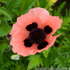 Papaver orientale 'Queen Alexander'