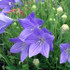 Platycodon grandiflorus 'Fuji Blue'