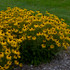 Rudbeckia 'American Gold Rush'