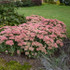 Sedum spectabile 'Autumn Joy (Herbstfreude)'