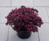 Sedum SunSparkler Series 'Plum Dazzled'