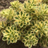 Sedum takesimense ATLANTIS ('Nonsitnal')