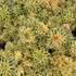 Sedum takesimense ATLANTIS ('Nonsitnal')