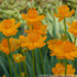 Trollius chinensis 'Golden Queen'