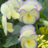 Viola 'Etain'