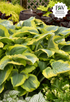 Hosta 'SHADOWLAND® Seducer'