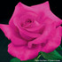 Rosa  'All My Loving'