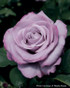 Rosa  'Neptune™'