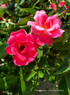Rosa  'Pink Knock Out®'