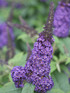 Buddleia Pugster Blue®