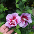 Hibiscus 'Purple Pillar®'