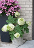 Hydrangea quercifolia 'Gatsby Moon®'