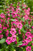 Angelonia angustifolia hybrid 'Angelface® Perfectly Pink'