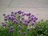 Chives