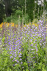 Baptisia DECADENCE® DELUXE 'Blue Bubbly' in landscape