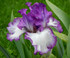 Iris germanica 'Marisposa Autumn'