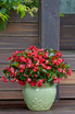 Begonia benariensis 'Surefire® Red'