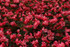 Begonia benariensis 'Surefire® Rose'