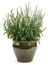 Veronica Magic Show® 'White Wands'