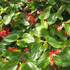 Begonia hybrid 'Dragon Wing® Red'