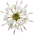 Cleome hybrid 'Señorita Blanca®' flower
