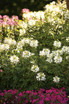 Cleome hybrid 'Señorita Blanca®'